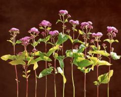 Tapeta Nature Flowers 572.jpg